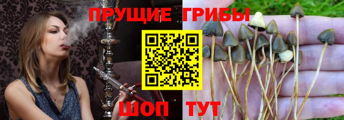 наркотики  Псилоцибиновые грибы ЛСД  Ростов-на-Дону  Вход с VPN  Псилоцибиновые грибы GOLDEN TEACHER 